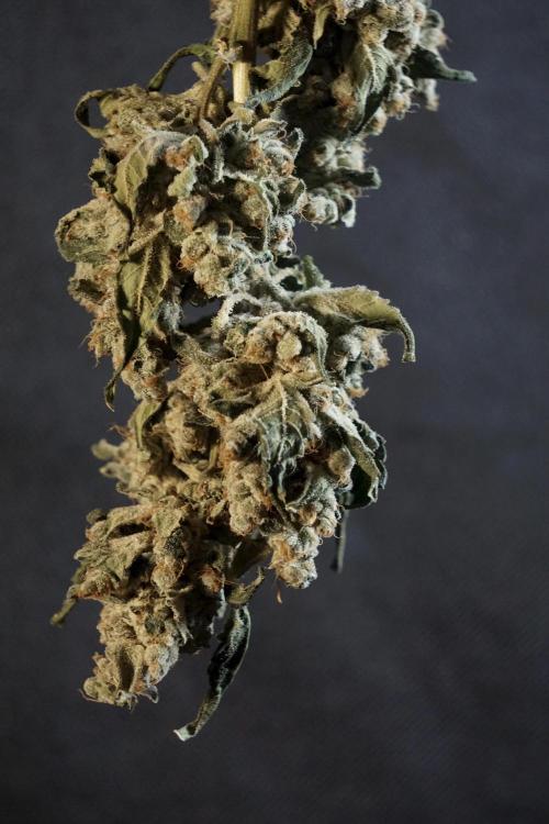 The Classic Super Silver Haze @Zamnesia. Week 12 - SSH #2