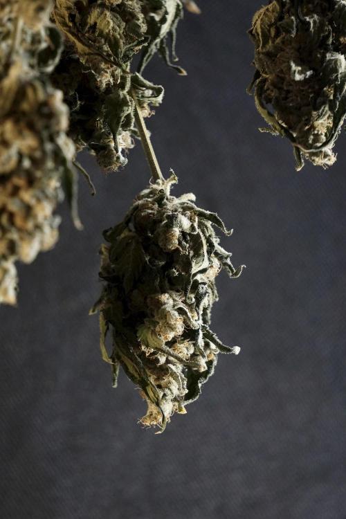 The Classic Super Silver Haze @Zamnesia. Week 12 - SSH #2