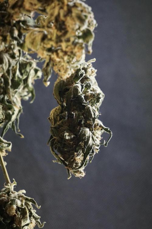 The Classic Super Silver Haze @Zamnesia. Week 12 - SSH #2