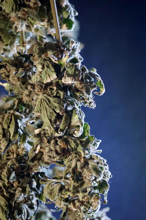 The Classic Super Silver Haze @Zamnesia. Week 12 - SSH #2