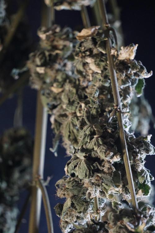 The Classic Super Silver Haze @Zamnesia. Week 12 - SSH #2