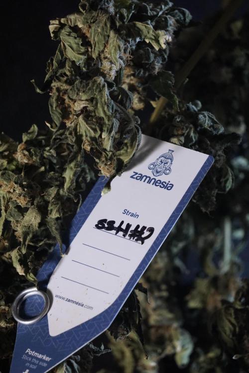 The Classic Super Silver Haze @Zamnesia. Week 12 - SSH #2