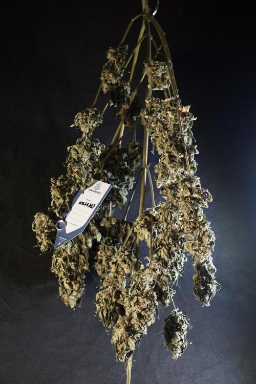 The Classic Super Silver Haze @Zamnesia. Week 12 - SSH #2