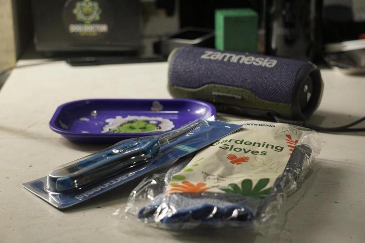 The Classic Super Silver Haze @Zamnesia. Week 12 - SSH #2