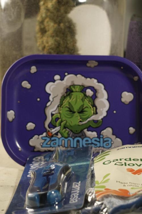 The Classic Super Silver Haze @Zamnesia. Week 12 - SSH #2