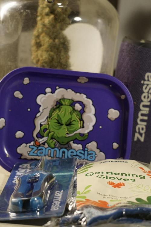 The Classic Super Silver Haze @Zamnesia. Week 12 - SSH #2