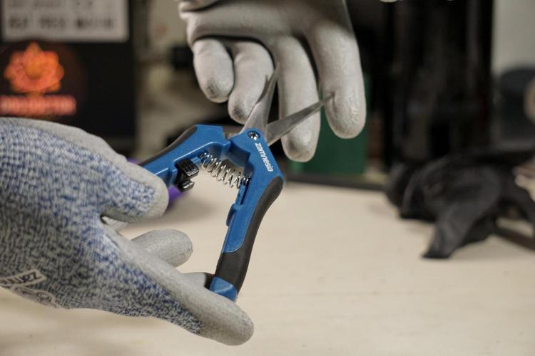 The Classic Super Silver Haze @Zamnesia. Week 12 - SSH #2