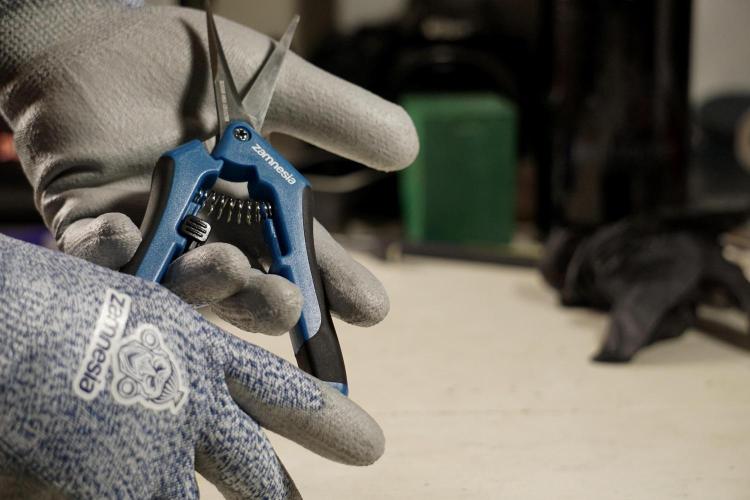 The Classic Super Silver Haze @Zamnesia. Week 12 - SSH #2