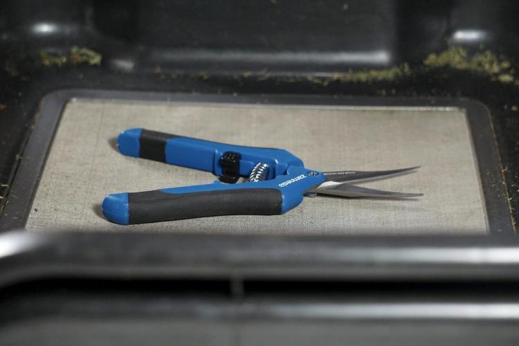 The Classic Super Silver Haze @Zamnesia. Week 12 - SSH #2