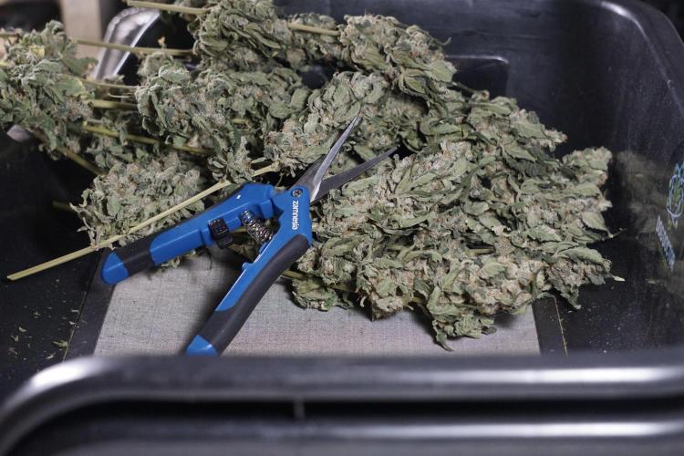 The Classic Super Silver Haze @Zamnesia. Week 12 - SSH #2