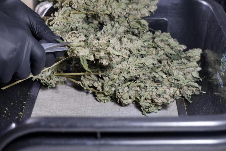 The Classic Super Silver Haze @Zamnesia. Week 12 - SSH #2