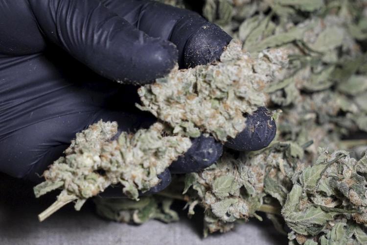 The Classic Super Silver Haze @Zamnesia. Week 12 - SSH #2