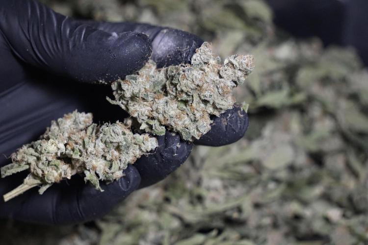 The Classic Super Silver Haze @Zamnesia. Week 12 - SSH #2