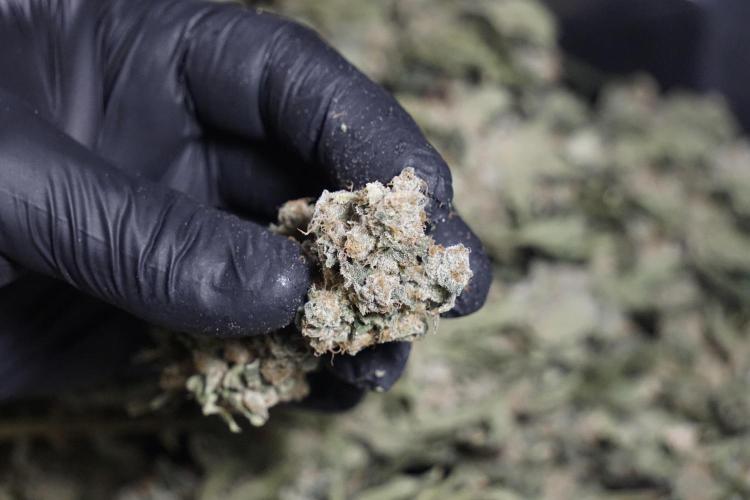 The Classic Super Silver Haze @Zamnesia. Week 12 - SSH #2