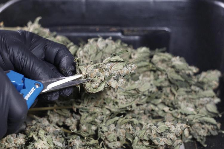 The Classic Super Silver Haze @Zamnesia. Week 12 - SSH #2