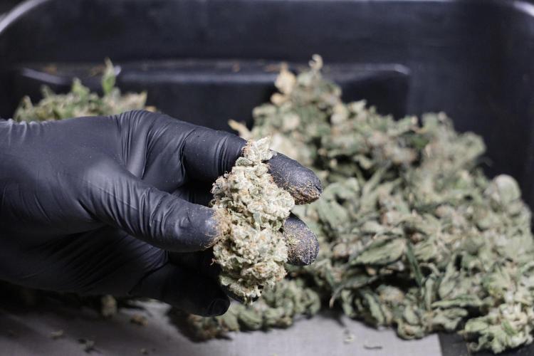 The Classic Super Silver Haze @Zamnesia. Week 12 - SSH #2