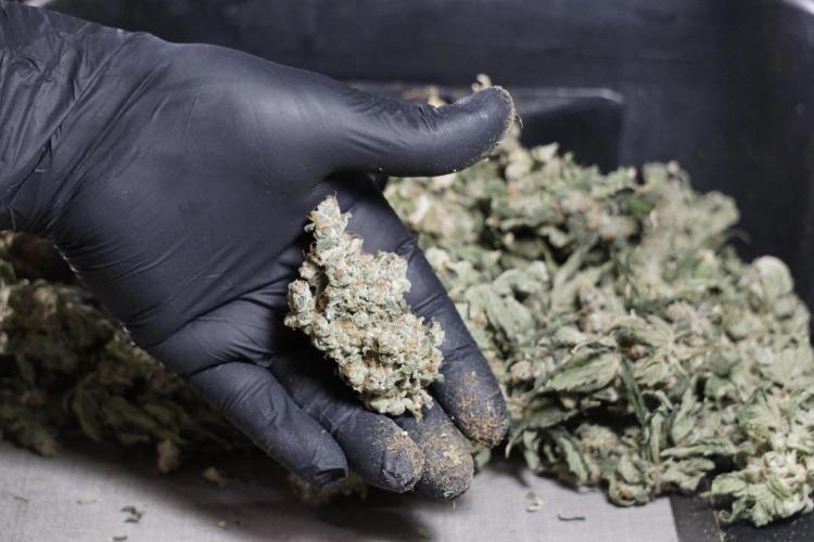 The Classic Super Silver Haze @Zamnesia. Week 12 - SSH #2