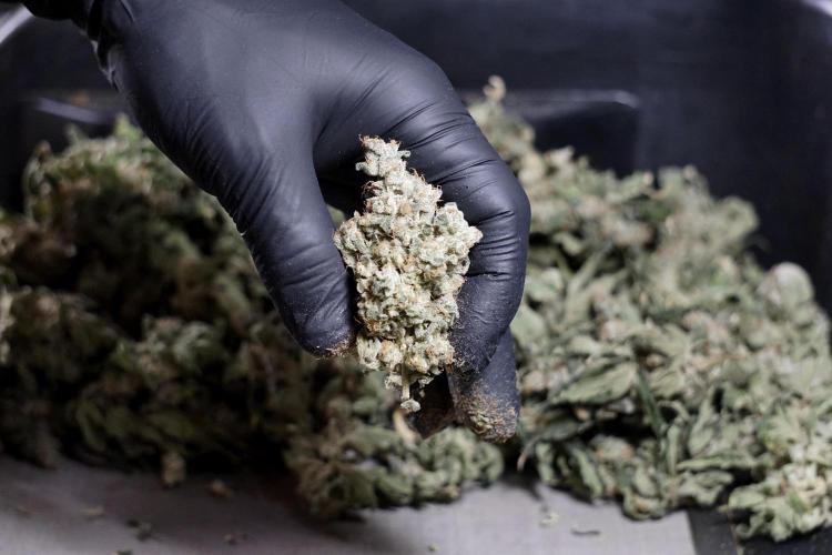 The Classic Super Silver Haze @Zamnesia. Week 12 - SSH #2