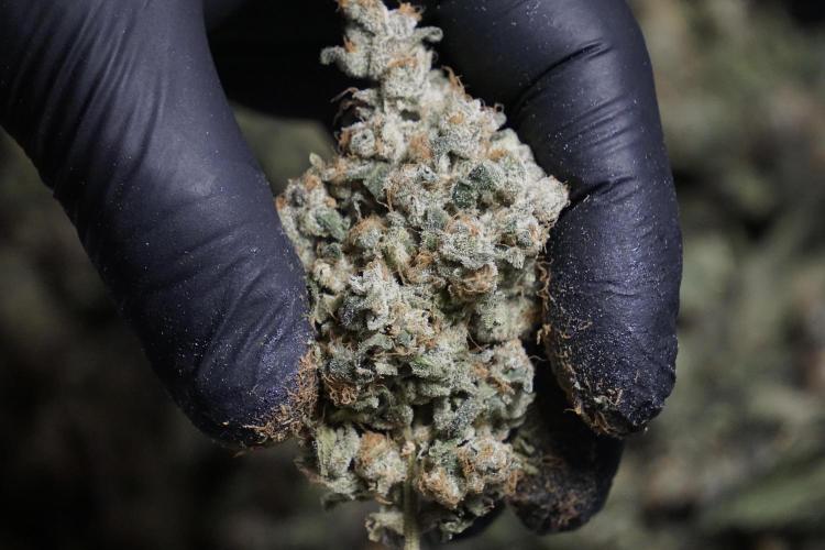 The Classic Super Silver Haze @Zamnesia. Week 12 - SSH #2