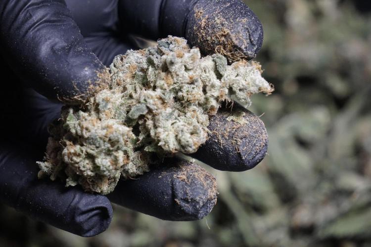 The Classic Super Silver Haze @Zamnesia. Week 12 - SSH #2