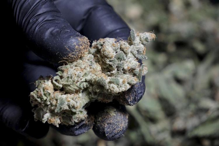 The Classic Super Silver Haze @Zamnesia. Week 12 - SSH #2