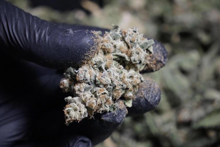 The Classic Super Silver Haze @Zamnesia. Week 12 - SSH #2