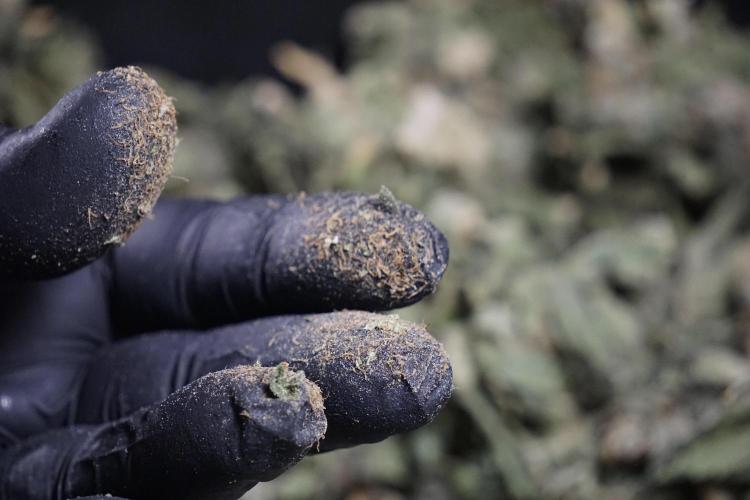 The Classic Super Silver Haze @Zamnesia. Week 12 - SSH #2