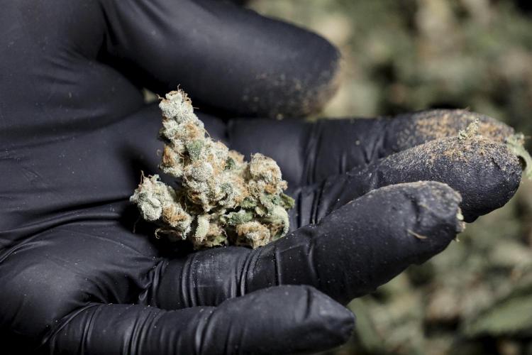 The Classic Super Silver Haze @Zamnesia. Week 12 - SSH #2