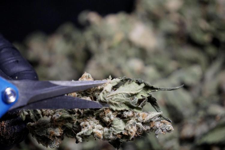 The Classic Super Silver Haze @Zamnesia. Week 12 - SSH #2