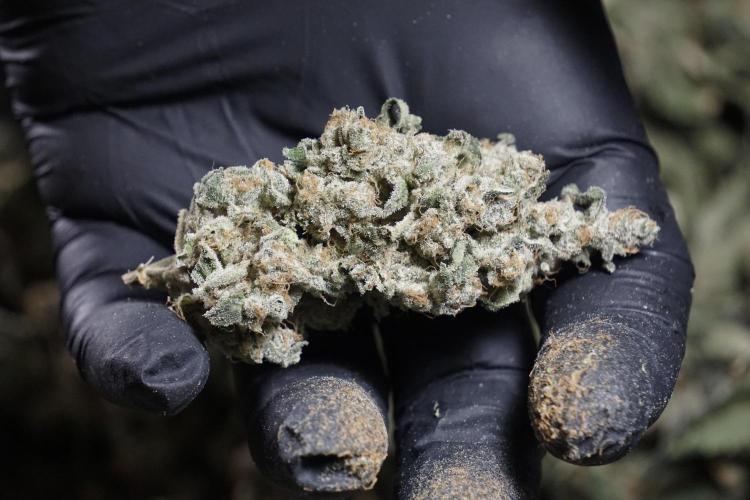 The Classic Super Silver Haze @Zamnesia. Week 12 - SSH #2