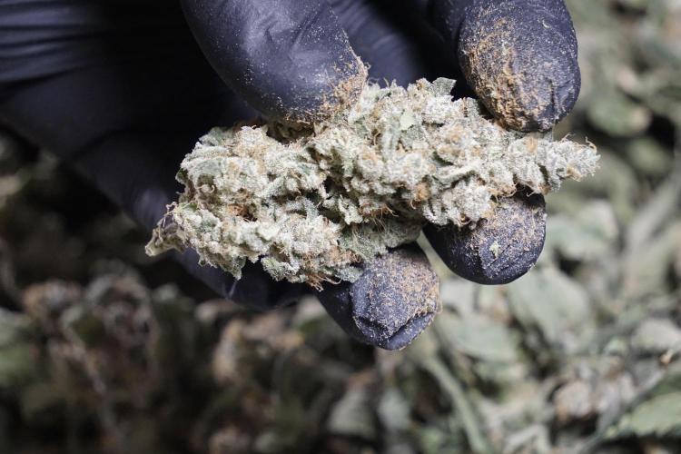 The Classic Super Silver Haze @Zamnesia. Week 12 - SSH #2