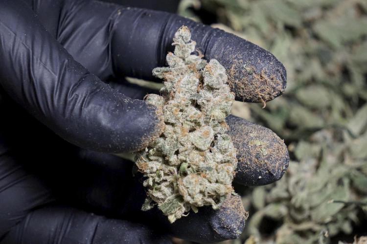 The Classic Super Silver Haze @Zamnesia. Week 12 - SSH #2