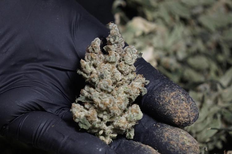 The Classic Super Silver Haze @Zamnesia. Week 12 - SSH #2