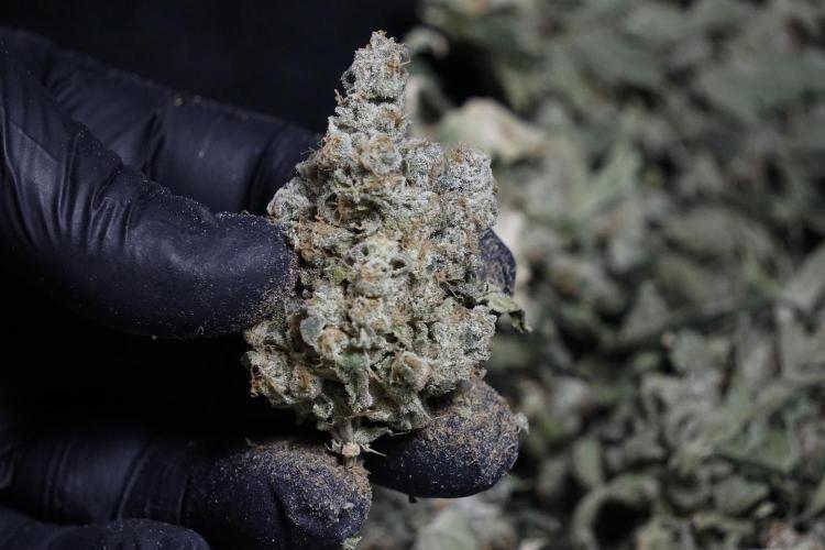 The Classic Super Silver Haze @Zamnesia. Week 12 - SSH #2