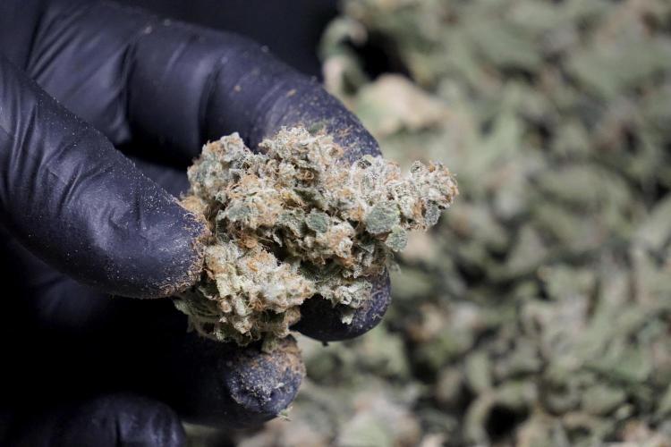 The Classic Super Silver Haze @Zamnesia. Week 12 - SSH #2