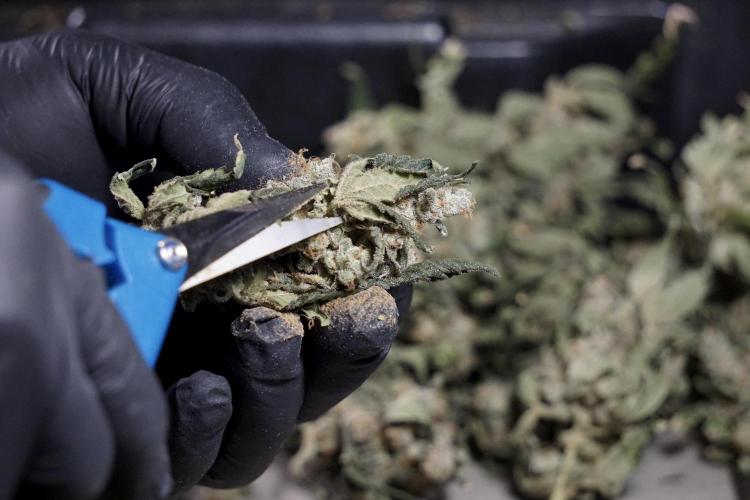 The Classic Super Silver Haze @Zamnesia. Week 12 - SSH #2