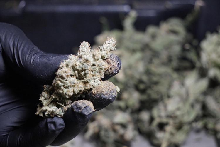 The Classic Super Silver Haze @Zamnesia. Week 12 - SSH #2