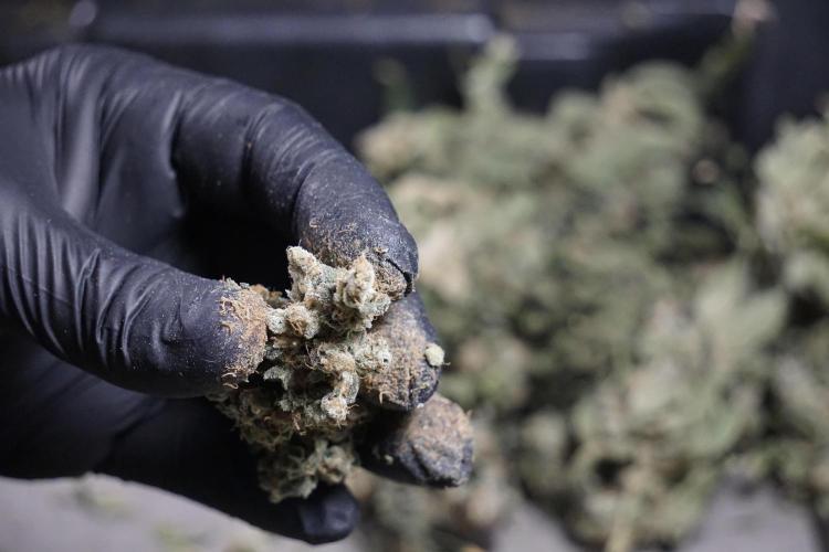 The Classic Super Silver Haze @Zamnesia. Week 12 - SSH #2