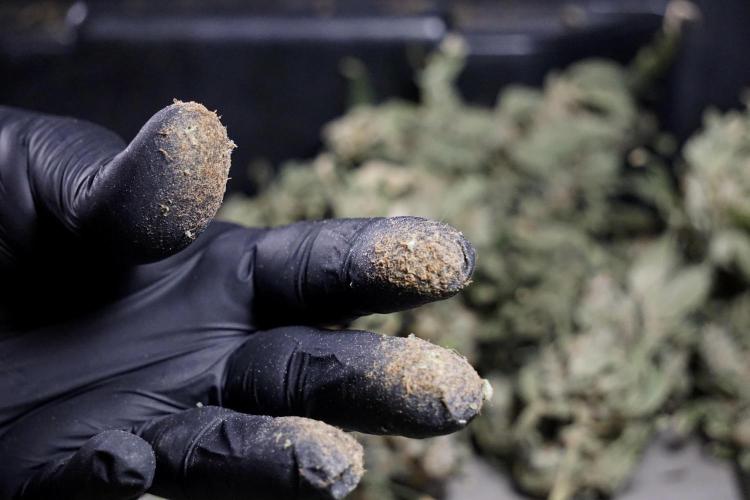 The Classic Super Silver Haze @Zamnesia. Week 12 - SSH #2