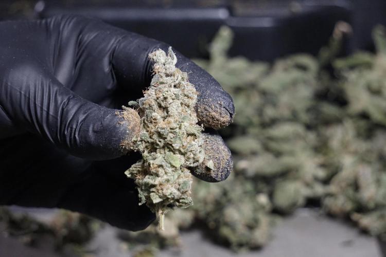 The Classic Super Silver Haze @Zamnesia. Week 12 - SSH #2