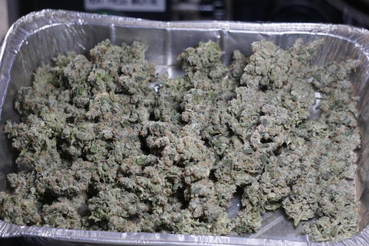 The Classic Super Silver Haze @Zamnesia. Week 12 - SSH #2