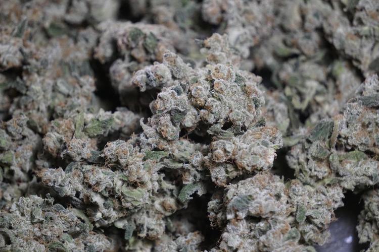 The Classic Super Silver Haze @Zamnesia. Week 12 - SSH #2