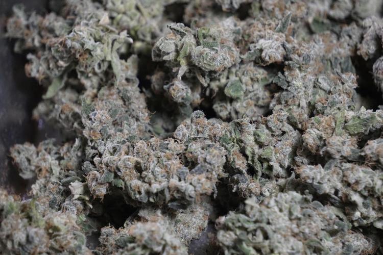 The Classic Super Silver Haze @Zamnesia. Week 12 - SSH #2