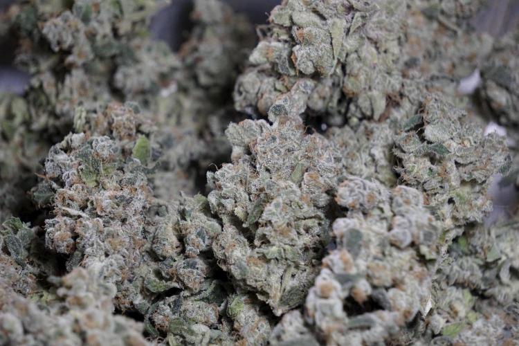 The Classic Super Silver Haze @Zamnesia. Week 12 - SSH #2