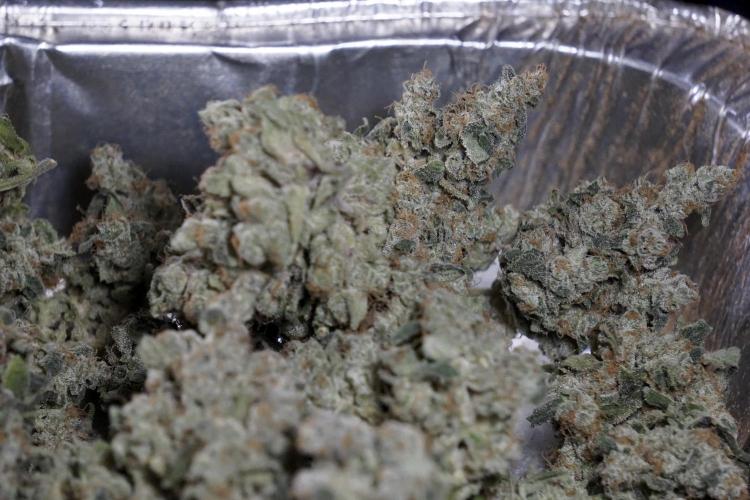 The Classic Super Silver Haze @Zamnesia. Week 12 - SSH #2