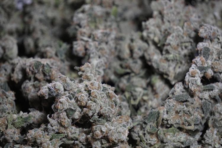 The Classic Super Silver Haze @Zamnesia. Week 12 - SSH #2