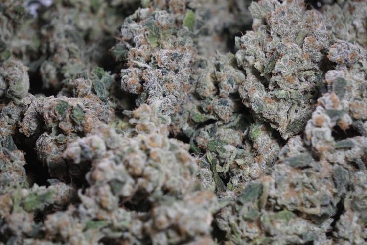 The Classic Super Silver Haze @Zamnesia. Week 12 - SSH #2