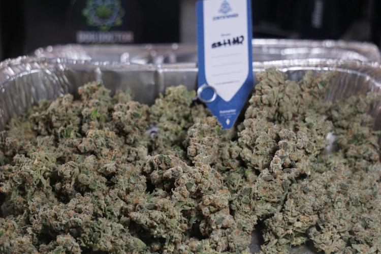 The Classic Super Silver Haze @Zamnesia. Week 12 - SSH #2