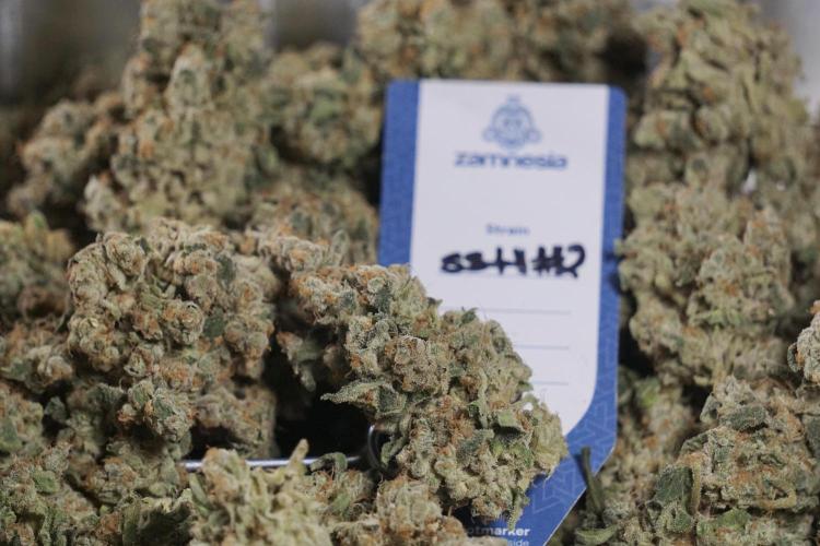 The Classic Super Silver Haze @Zamnesia. Week 12 - SSH #2