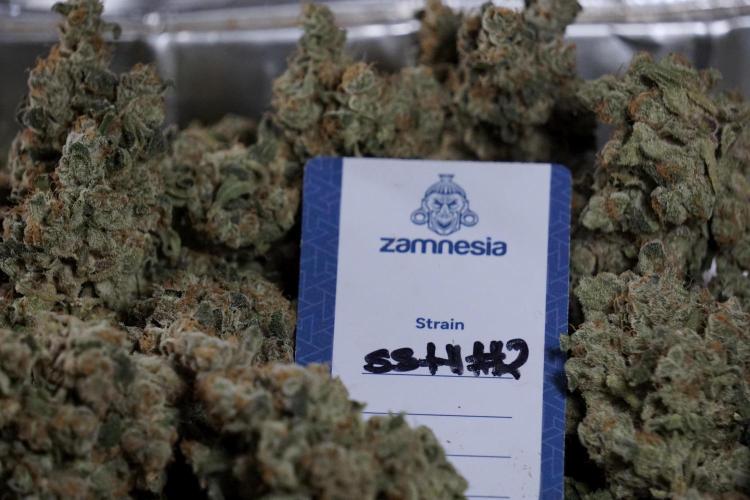 The Classic Super Silver Haze @Zamnesia. Week 12 - SSH #2